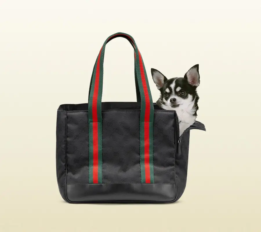 Gucci de cuatro patas.