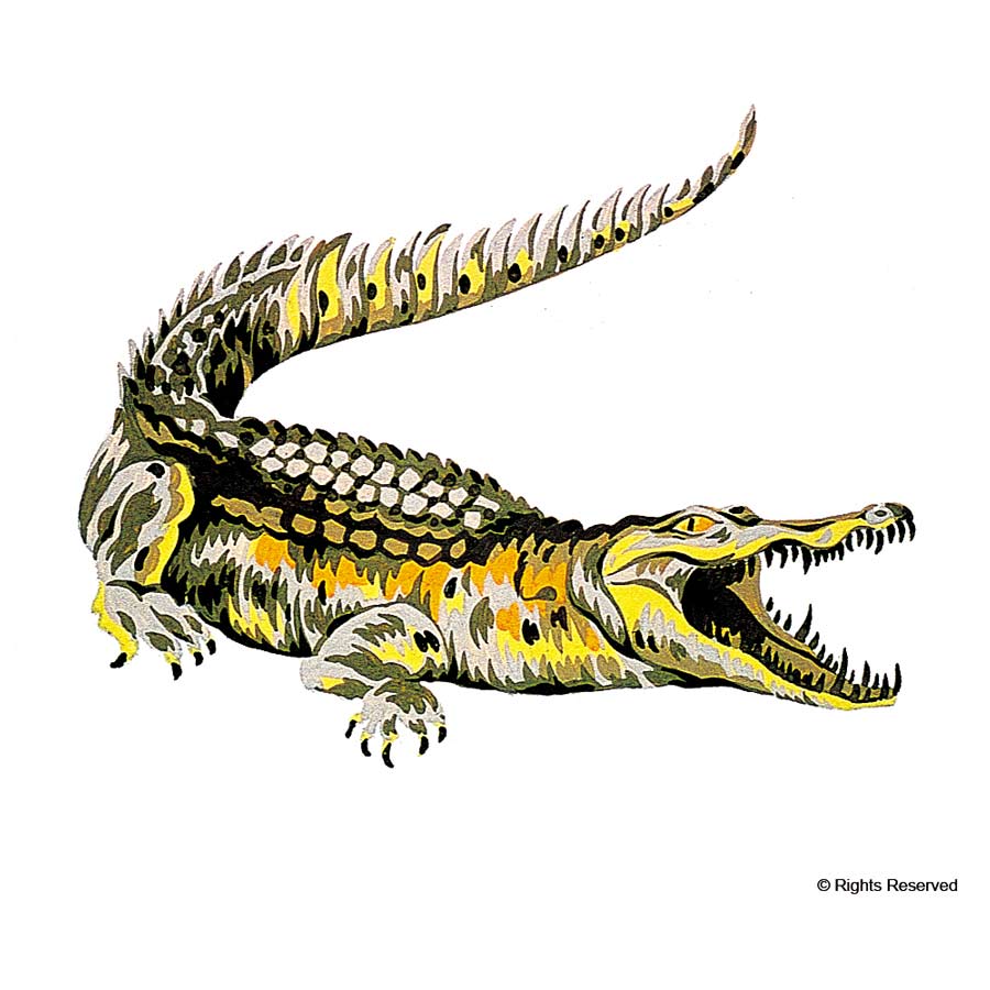 imagen 12 de La historia del cocodrilo.