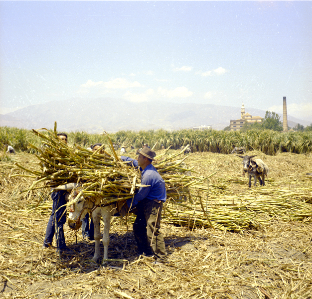 imagen 8 de Dando caña.