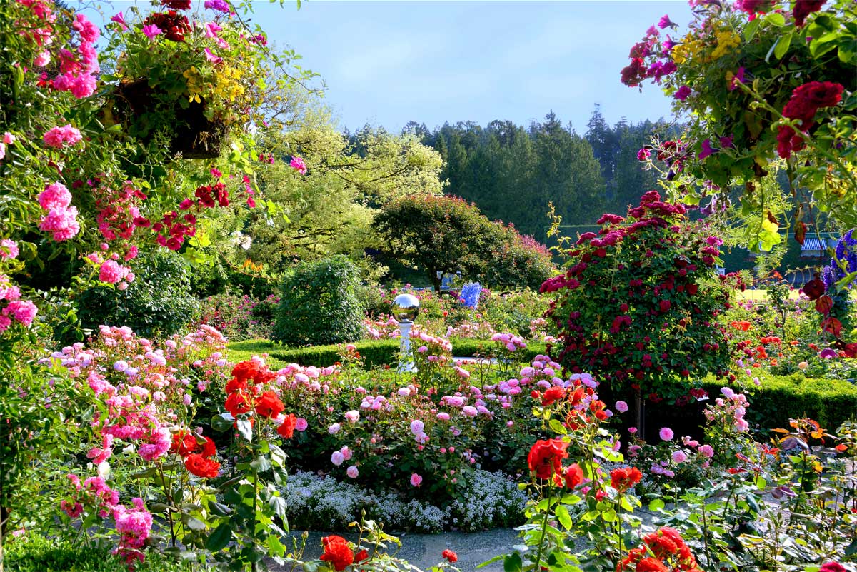 imagen 6 de El jardín de las mil rosas.