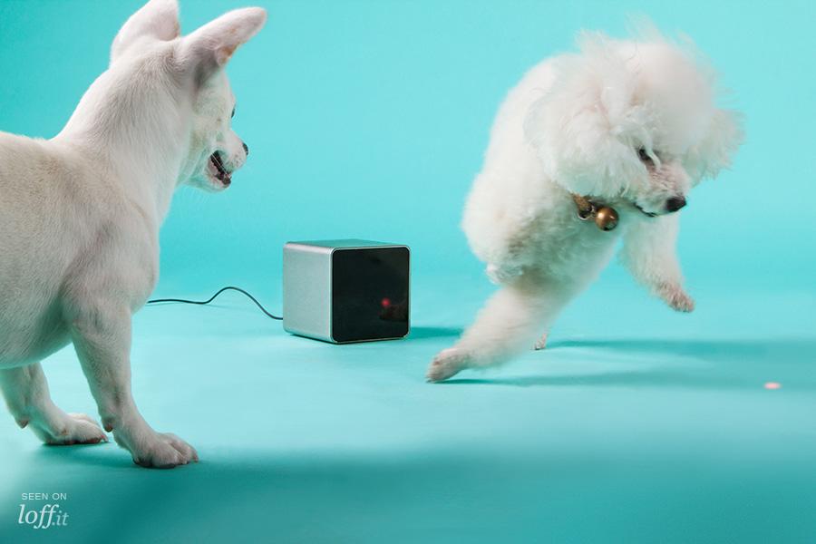 imagen 5 de Petcube: mi mascota tekkie.