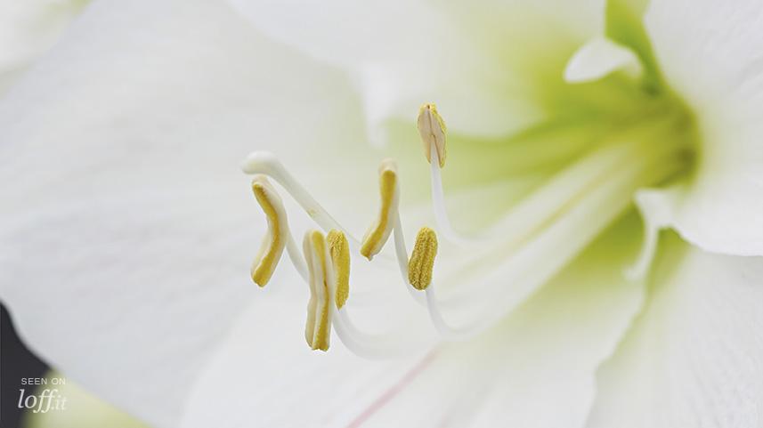 imagen 3 de Dolce, esencia de flores blancas.