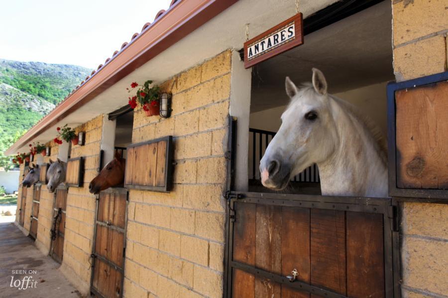 imagen 10 de Un Hotelito para disfrutar la primavera a caballo.