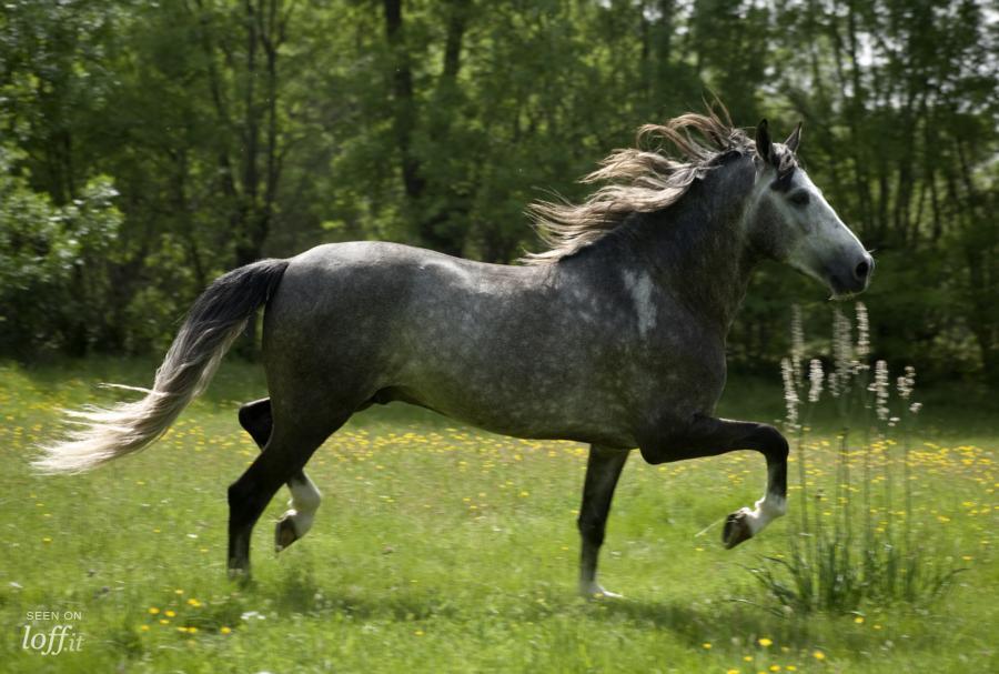 imagen 11 de Un Hotelito para disfrutar la primavera a caballo.