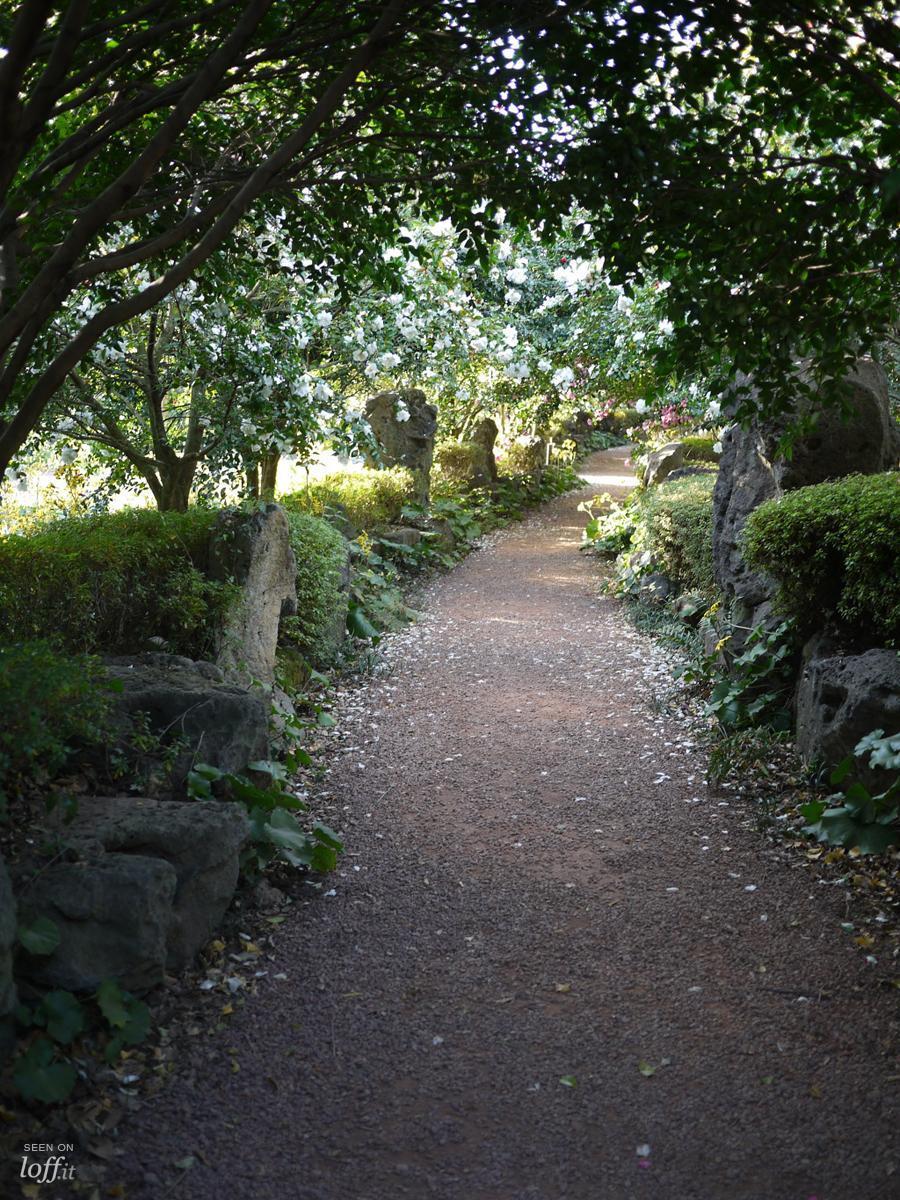 Camelia Hill. Jeju.