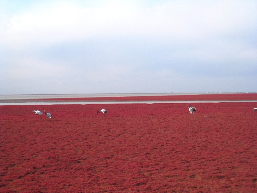 imagen 9 de Panjin, la playa roja de China.