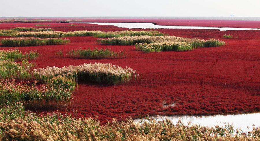 imagen 2 de Panjin, la playa roja de China.