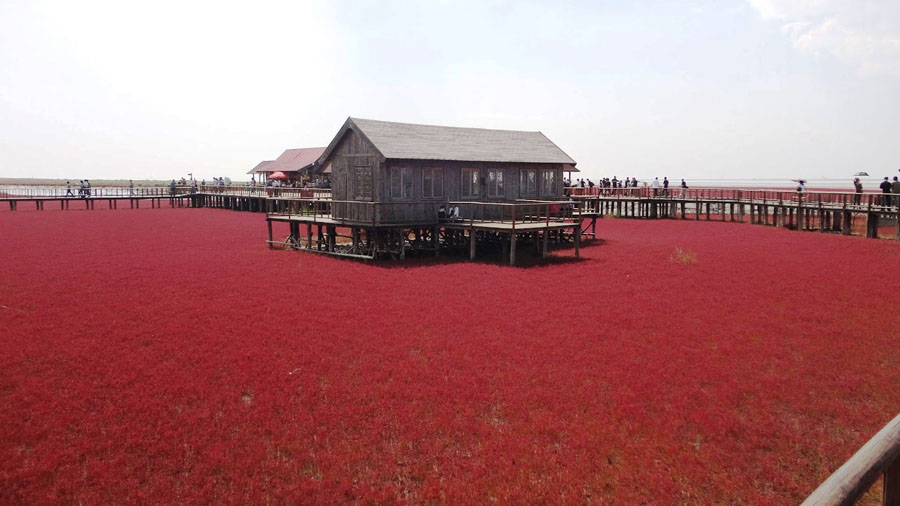 imagen 6 de Panjin, la playa roja de China.