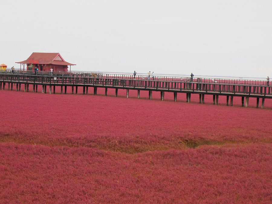 imagen 8 de Panjin, la playa roja de China.