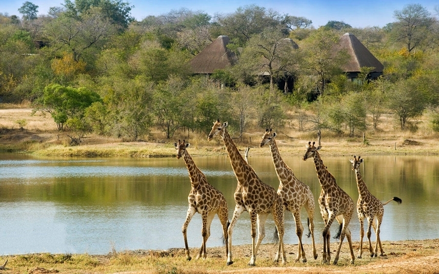 imagen 6 de Un safari de lujo en el corazón del Parque Kruger.