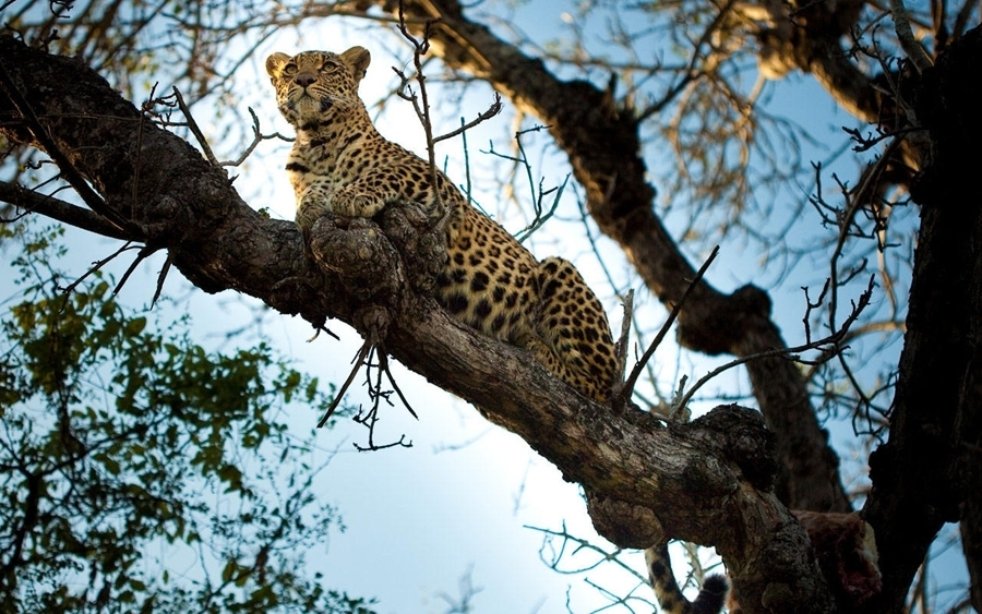 imagen 7 de Un safari de lujo en el corazón del Parque Kruger.