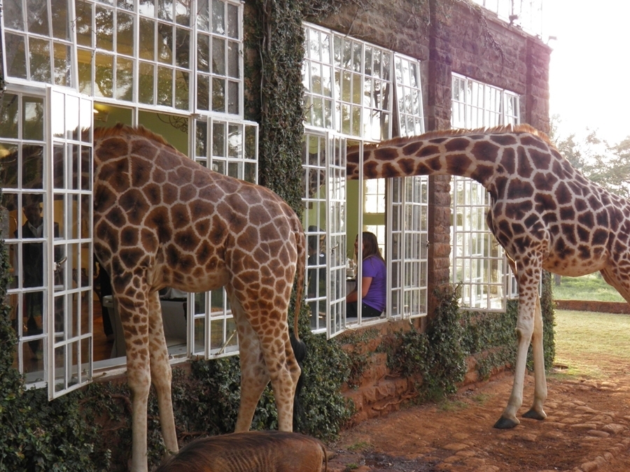 imagen 9 de Desayuno con jirafas en la mansión.