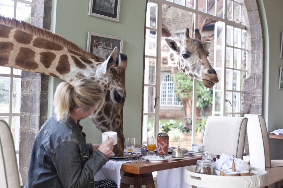 imagen 8 de Desayuno con jirafas en la mansión.