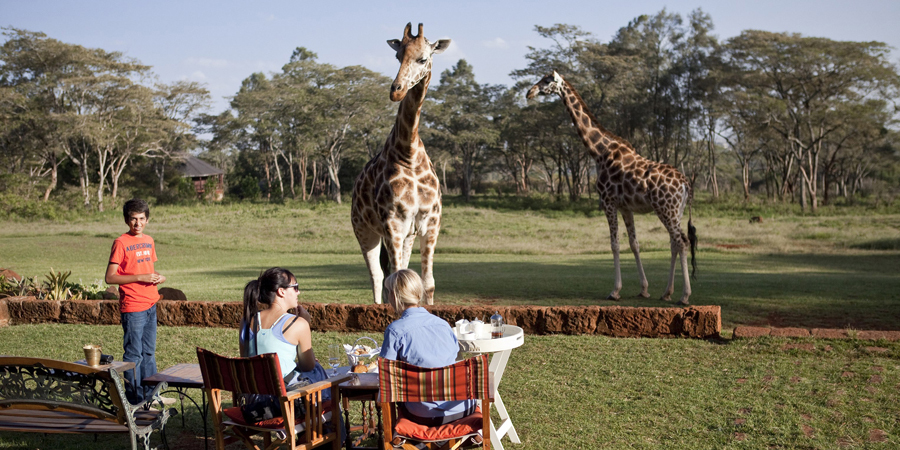 imagen 2 de Desayuno con jirafas en la mansión.