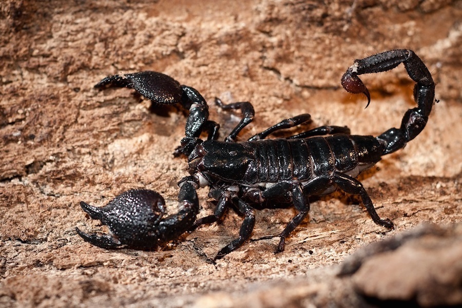 Resultado de imagen para escorpion