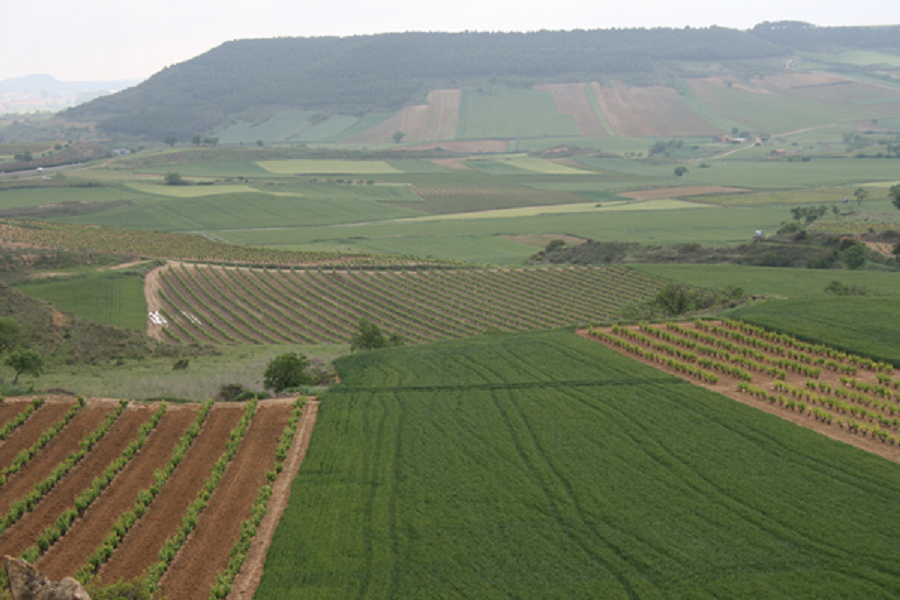 Vinos divertidos.