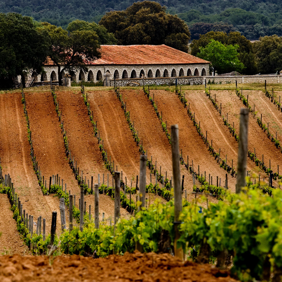 ¿Ribera del Duero o Rueda?