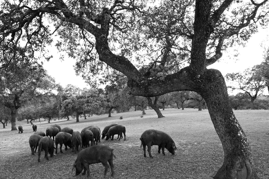 imagen 4 de Belotea, sabor ibérico punto com.