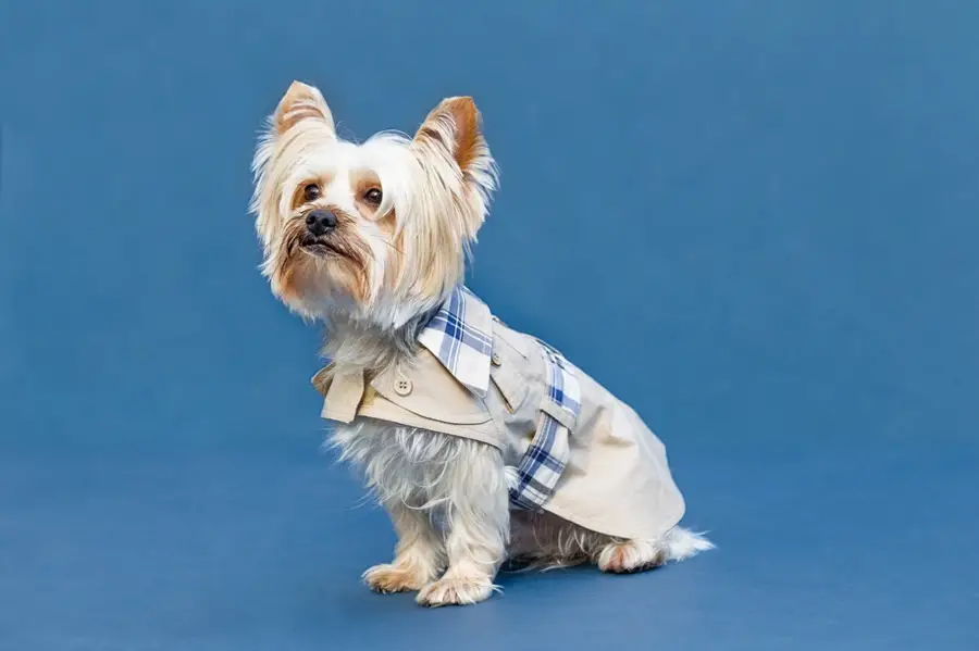 imagen 8 de Los niños en una de cine mudo…