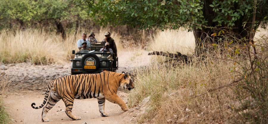 imagen 7 de Sher Bagh, acampar en una reserva de tigres del Rajastán.