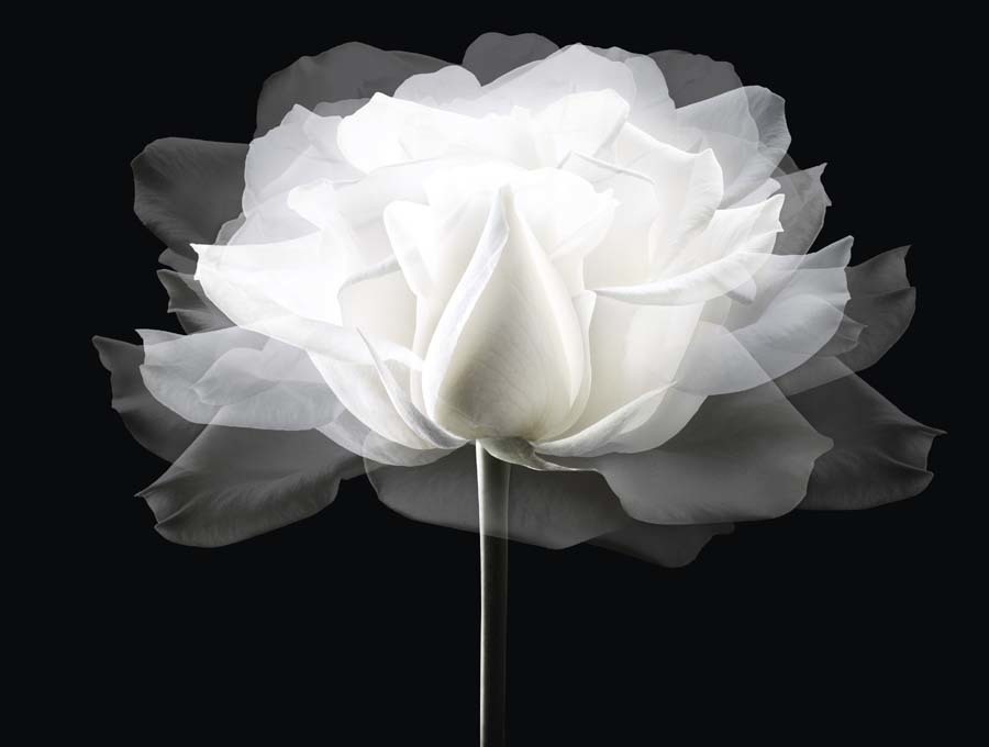 imagen 2 de Dior crea el néctar de las rosas nocturnas.