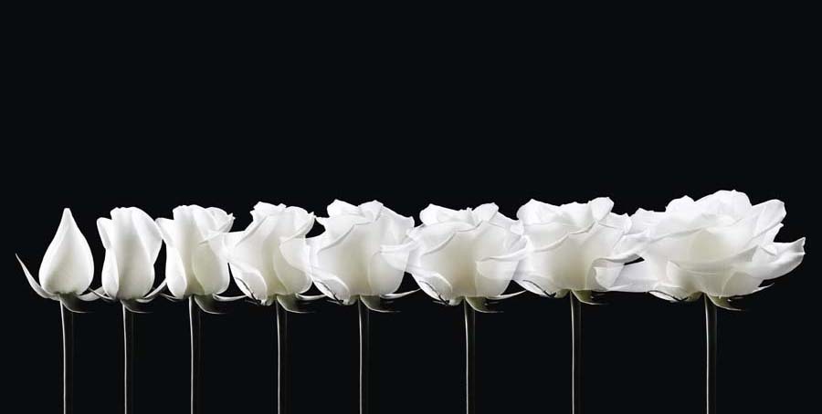 imagen 8 de Dior crea el néctar de las rosas nocturnas.