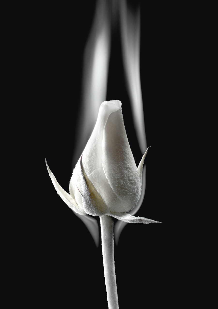 imagen 6 de Dior crea el néctar de las rosas nocturnas.