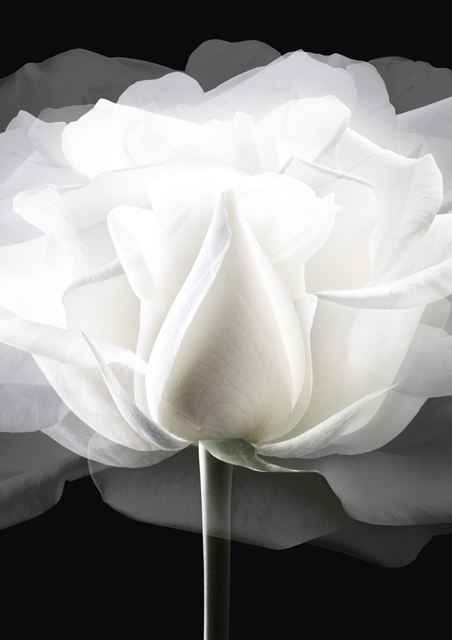 imagen 4 de Dior crea el néctar de las rosas nocturnas.