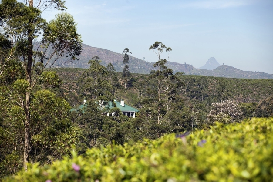 imagen 14 de El único hotel de lujo en una plantación de té de Ceilán.