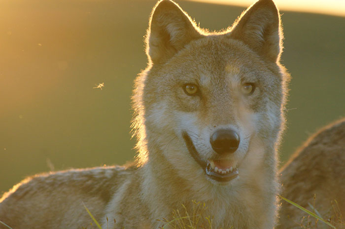 imagen 8 de El último lobo.