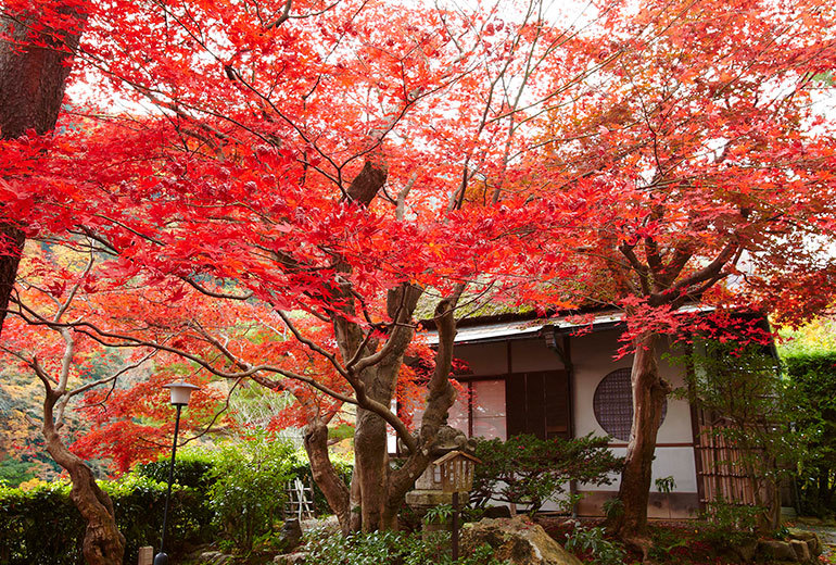 imagen 1 de Cuando Kioto es el destino…