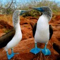 Corre peligro la frágil ecología de las Islas Galápagos.