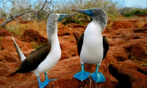 Corre peligro la frágil ecología de las Islas Galápagos.