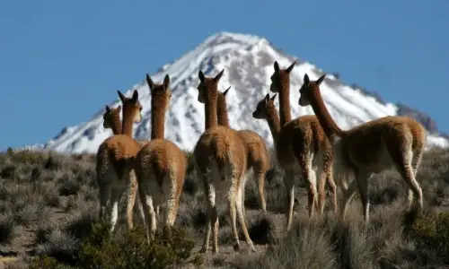Lana de vicuña, exclusividad versus extinción.