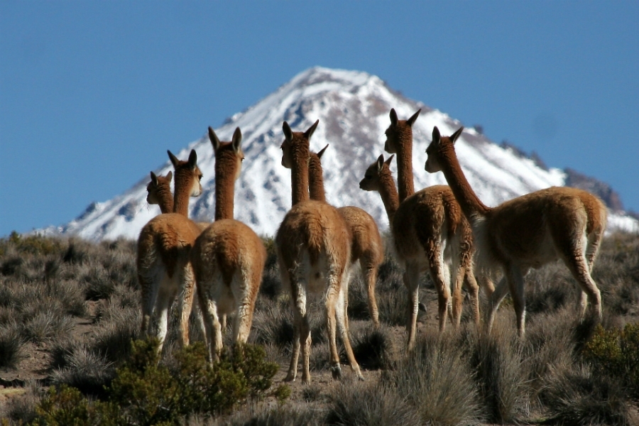 imagen de vicuña