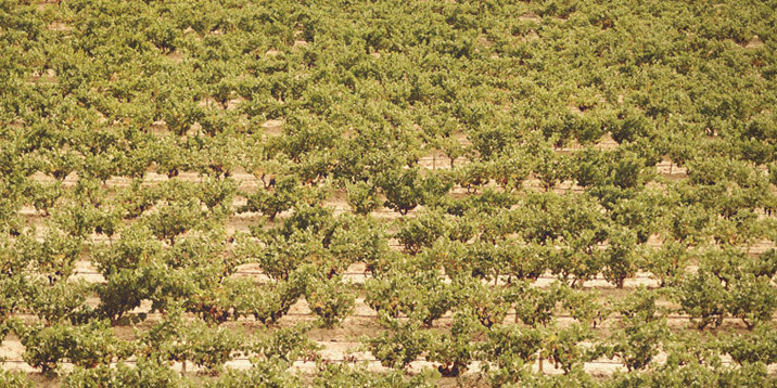 imagen 4 de Marqués de Murrieta cuando el vino es Rioja.