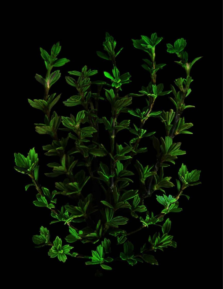 imagen 6 de Regeneración a flor de piel.