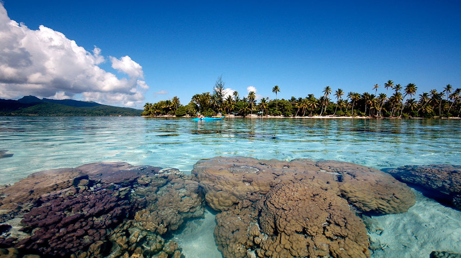 imagen 9 de Vahine, una isla paradisíaca a un paso de Bora Bora.