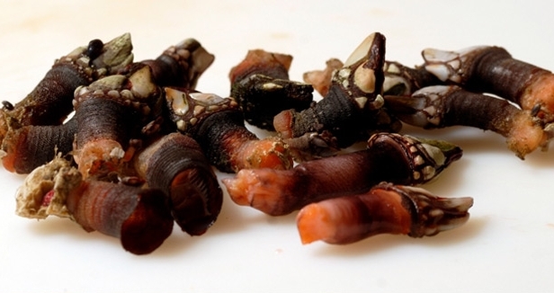 Percebes