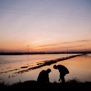 Made Of Wood. Kostrok.