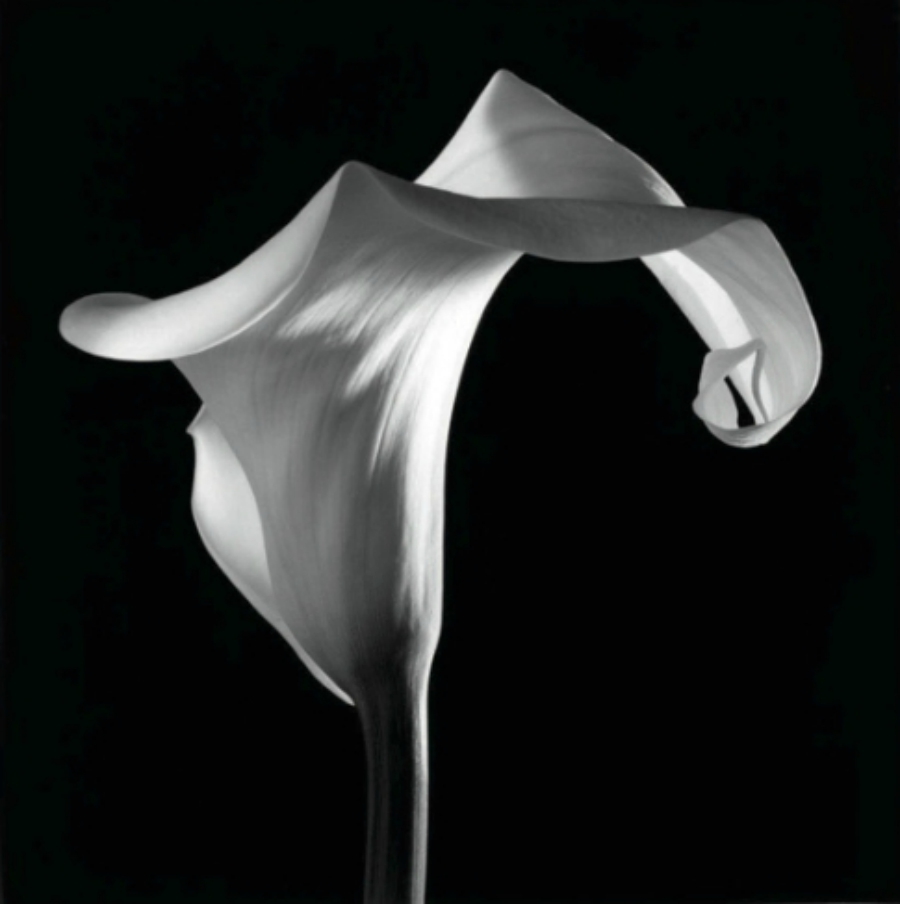 imagen 1 de Las flores de Mapplethorpe.