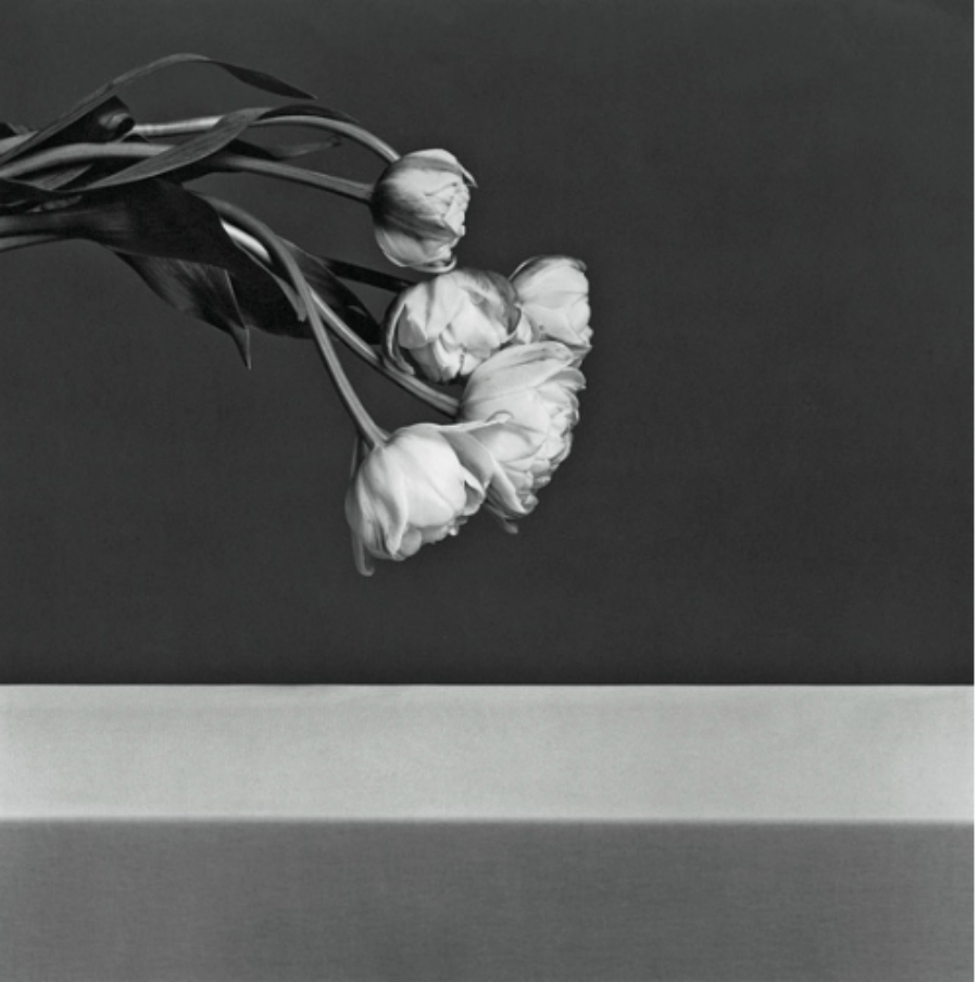 imagen 4 de Las flores de Mapplethorpe.