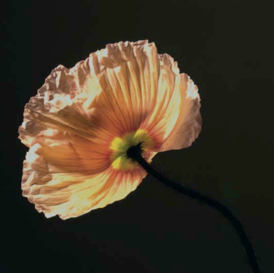 imagen 9 de Las flores de Mapplethorpe.