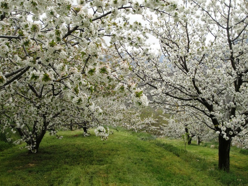 imagen de Valle del Jerte