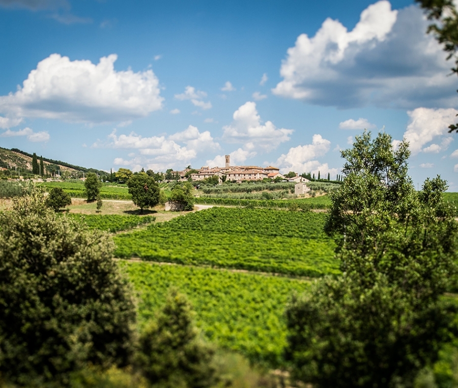 imagen 6 de Otoño entre viñedos en la Toscana.