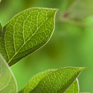 El verde de Pantone.