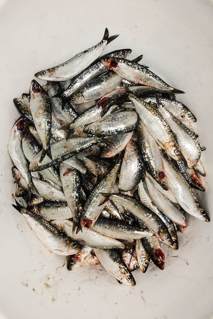 imagen 1 de Güeyu Mar, lo mejor que le puede pasar a una sardina.