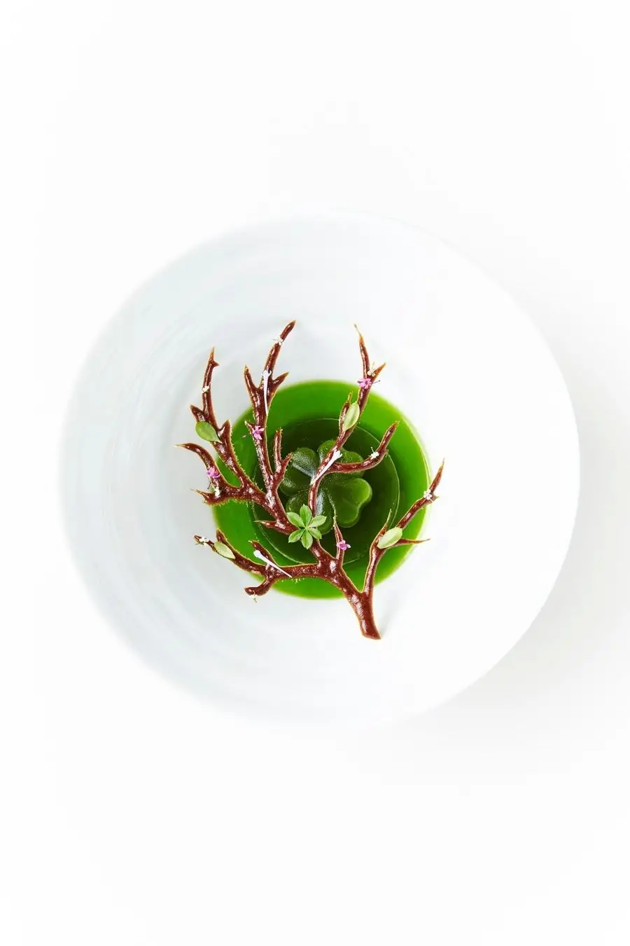 imagen 5 de Geranium, naturaleza salvaje al plato. En Dinamarca.