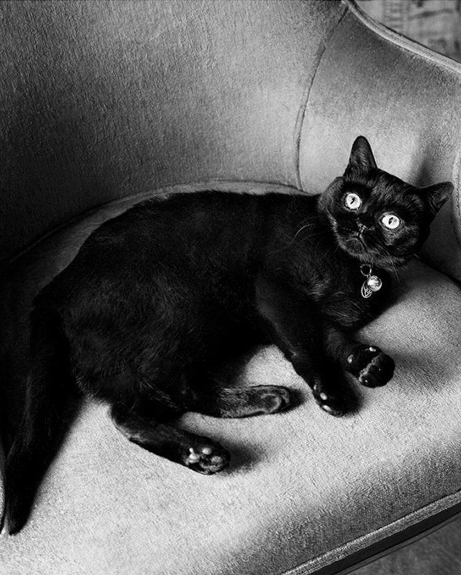 imagen 5 de La seducción felina de Givenchy.
