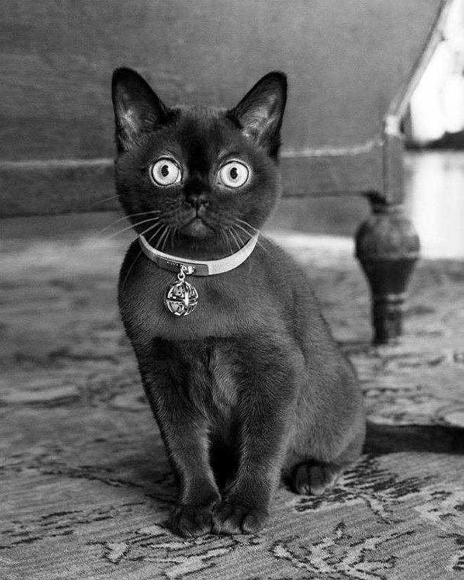 imagen 6 de La seducción felina de Givenchy.